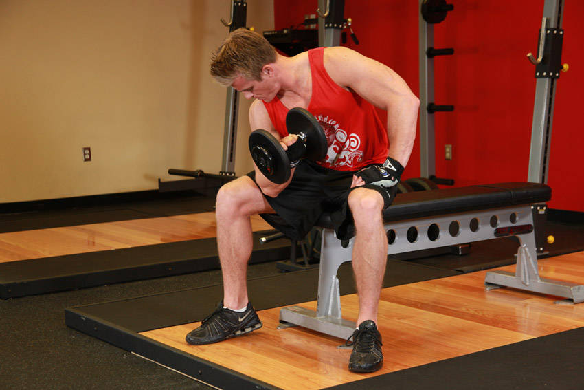 Concentration Curls — end position